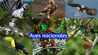 aves nacionales de Centroamérica y Norteamérica. símbolos patrios de las Américas