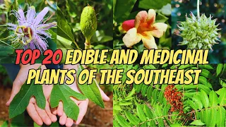 Top 20 Edible and Medicinal Plants of the Southeastern U.S.