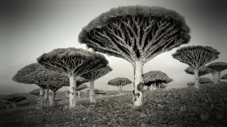 Le ciel nous est tombé sur la tête : l'île de Socotra