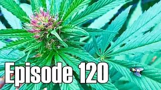 Getting Close to First Harvest - Episode 120