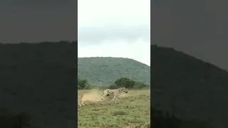 Zebra attacks on cheetah to protect zebra's baby #shorts #zebra #baby #cheetah