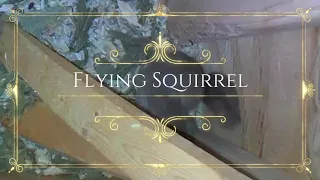 (18 cameras) Flying squirrel visits all 5 nest boxes (2x fast)