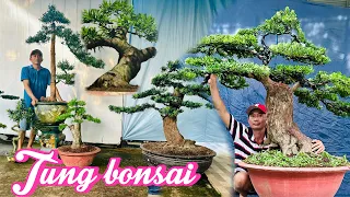 Xuyên bonsai 26/5 #0985860647 chào bán lô Tùng nhiều loại, Mai Chiếu Thủy, Bình Linh, Si Bông