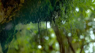 Regen in der Natur: Regengeräusche zum Einschlafen (6 Stunden) Naturgeräusche in 4K