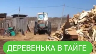 В ТАЙГЕ БЕЗ ИНТЕРНЕТА/ НЕСКУЧНАЯ ЖИЗНЬ / ДРОВА НА ЗИМУ