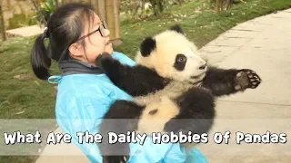 What Are The Daily Hobbies Of Pandas | iPanda