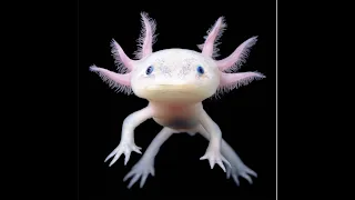 Mr. Melcic Endangered Species Axolotl