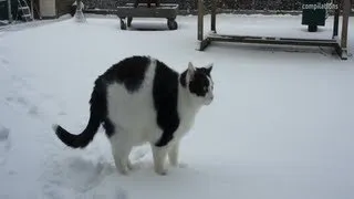 Cute Cats playing in the snow