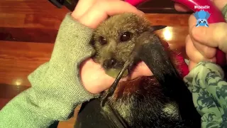 Rescuing a flying-fox stuck in a lightwell:  this is Luxe