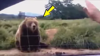 A woman waves her hand at a bear - look at his unexpected response!