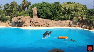 Dolphin show in Loro park in  Tenerife 2020   . Zoos.media on  tenerife sur and  costa adeje