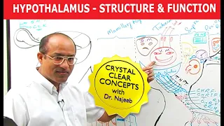 Hypothalamus | Structure and Function | Neuroanatomy