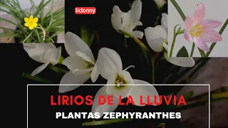 ¿Cuáles son las plantas Zephyranthes, brujitas o lirios de la lluvia? liclonny