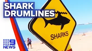 New shark drumlines for Great Barrier Reef | Nine News Australia