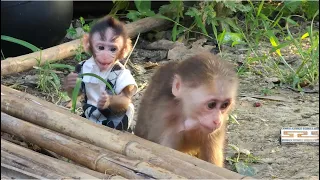 Wild monkeys take care of baby monkey Nahu, grandmother goes to work