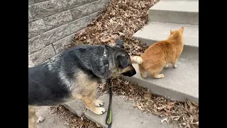 Charlie meets orange kitty again