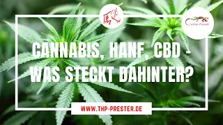 Cannabis, Hanf, CBD - Was steckt dahinter?