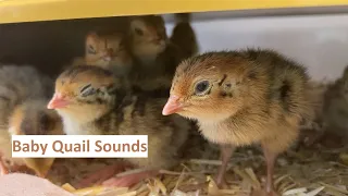 Just 36 minutes of baby quail sounds