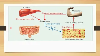 Regulation of Blood Glucose || Glucose Homeostasis || Biochemistry