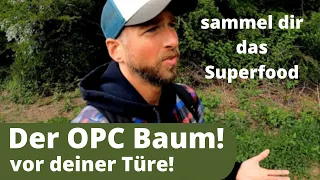 Der OPC Baum - Weißdorn - gegen Herz-Kreislauf-Erkrankungen