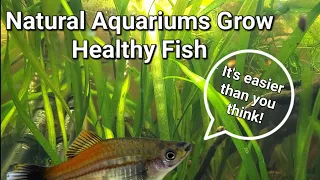 Natural Aquariums for your Fish and Microfauna