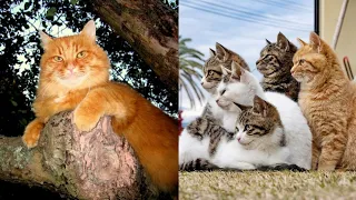 Explosion of Laughter: Unstoppable Kittens and Playful Animals - Non-stop Funny Video!
