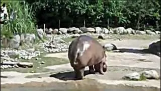 HD hippo has explosive diarrhea