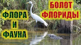 Уникальные болота Флориды