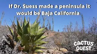 Traveling through Baja California in search of the most bizarre plants I could find. #Succulents