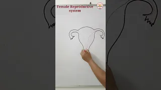 How to draw female reproductive system | Uterus drawing simple #shorts  #youtubeshort