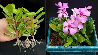 Create A Beautiful Garden Landscape with Vinca  / Periwinkle Flowers and Very Simple Propagation