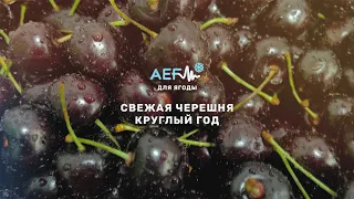 Черешня после заморозки - свежая круглый год