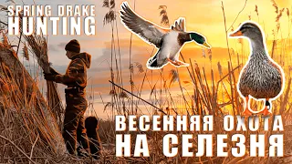 Охота на селезня с подсадной уткой 2024 / Hunting a drake with a decoy duck 2024