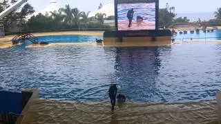 Orca Show complete - Loro Parque Tenerife - Summer 2014