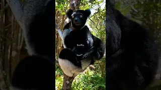 The largest lemur in the world || Indri lemur