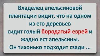 ✡️ Голый Бородатый Еврей на Апельсиновом Древе! Анекдоты про Евреев! Выпуск #64