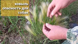 опасность для собак на прогулке