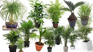 15 Best Type of Indoor Palm Plant✨Sheryl A.