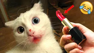 Funniest Animals 😄 New Funny Cats and Dogs Videos 😹🐶 - Part 19