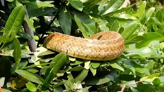 Vizag Zoo Tour: Snake
