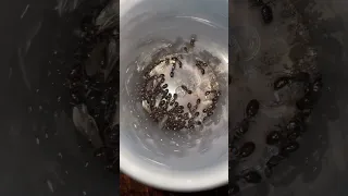 A lot of Tetramorium immigrans queens