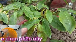 ae chọn phân nào để tưới mai mới ghép.e thì chọn phân này để tưới mai mới ghép