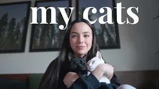 the story of my cats