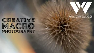 Creative Macro Photography using Lensbaby Omni Creative Filters