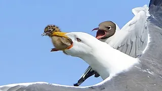 Baby seagull