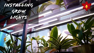 The BEST grow lights for Orchids?! Installation of Barrina Grow Lights on IKEA VITTSJO shelves!