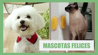 Ideas geniales para hacer a tu mascota feliz | Hacks prácticos con perros y gatos