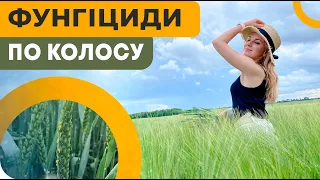 ФУНГІЦИДИ ПО КОЛОСУ🌾. КОЛИ ЦЕ ЕФЕКТИВНО❓ #ДосліднеПоле