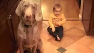 Собаки и дети смешное видео, Dogs and children