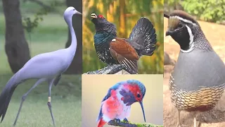 Birds | Birds sound | Relaxing sounds |  Nature | Wildlife | Stress Relief